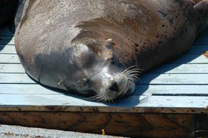 seal sunning itself in san diego