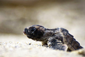 baby sea turtle outdoors at tybee island