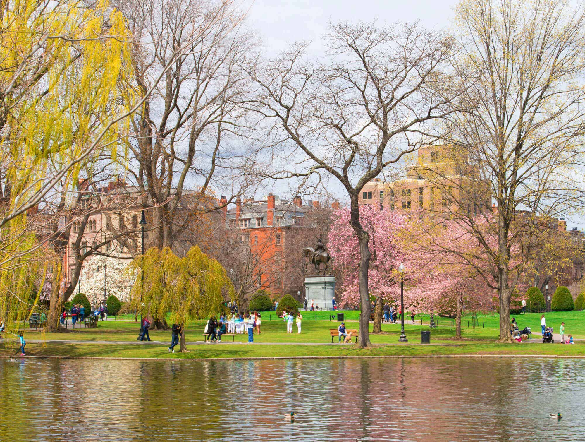 Lakeview of the Public Garden in Boston, MA with people doing various activities and a pink cherry blossom tree in the distance