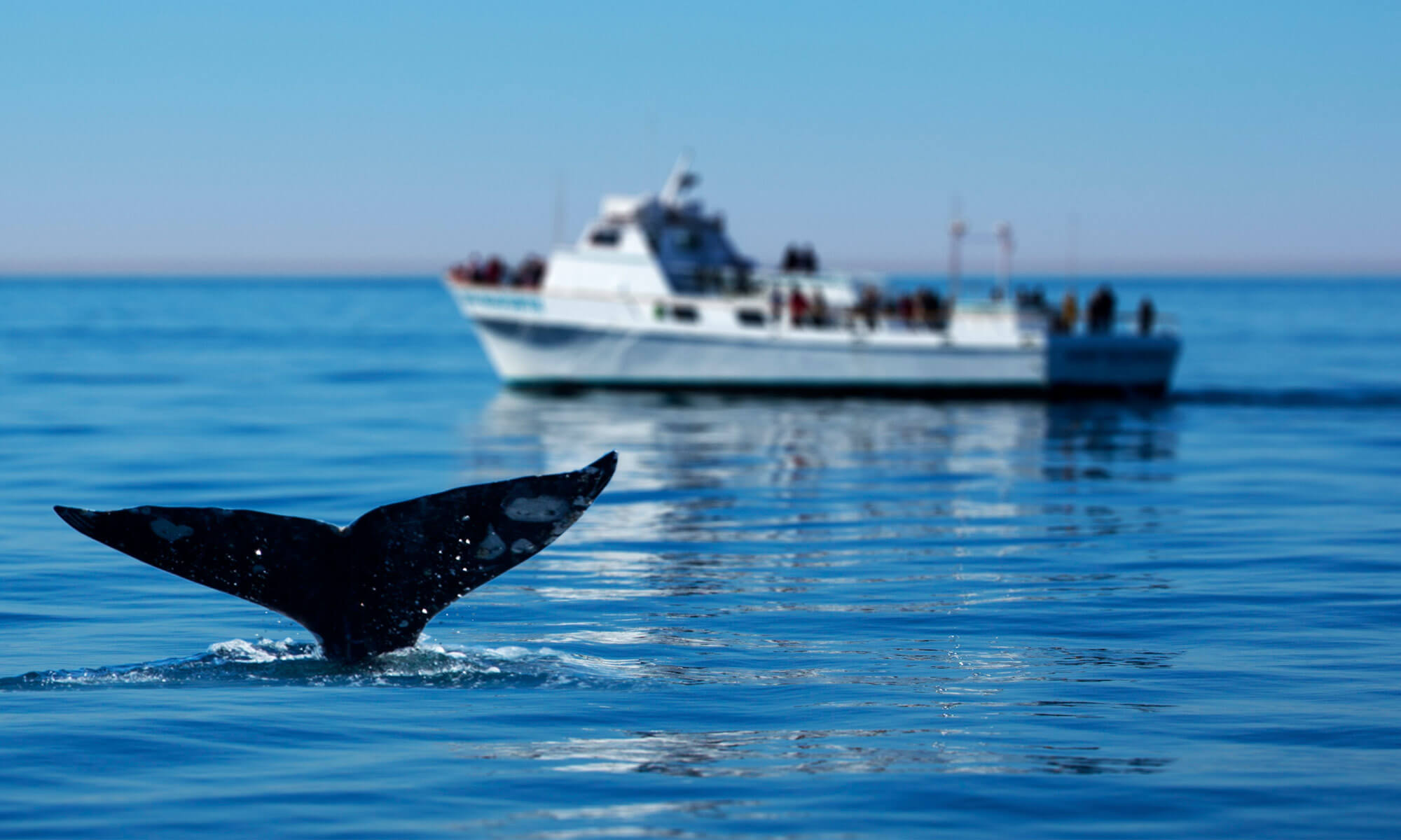 People on a boat whale-watching with a whale's tale breaking the surface of the water in San Diego, CA