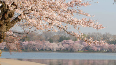 View of blooming cherry blossoms blooming from the Tidal Basin