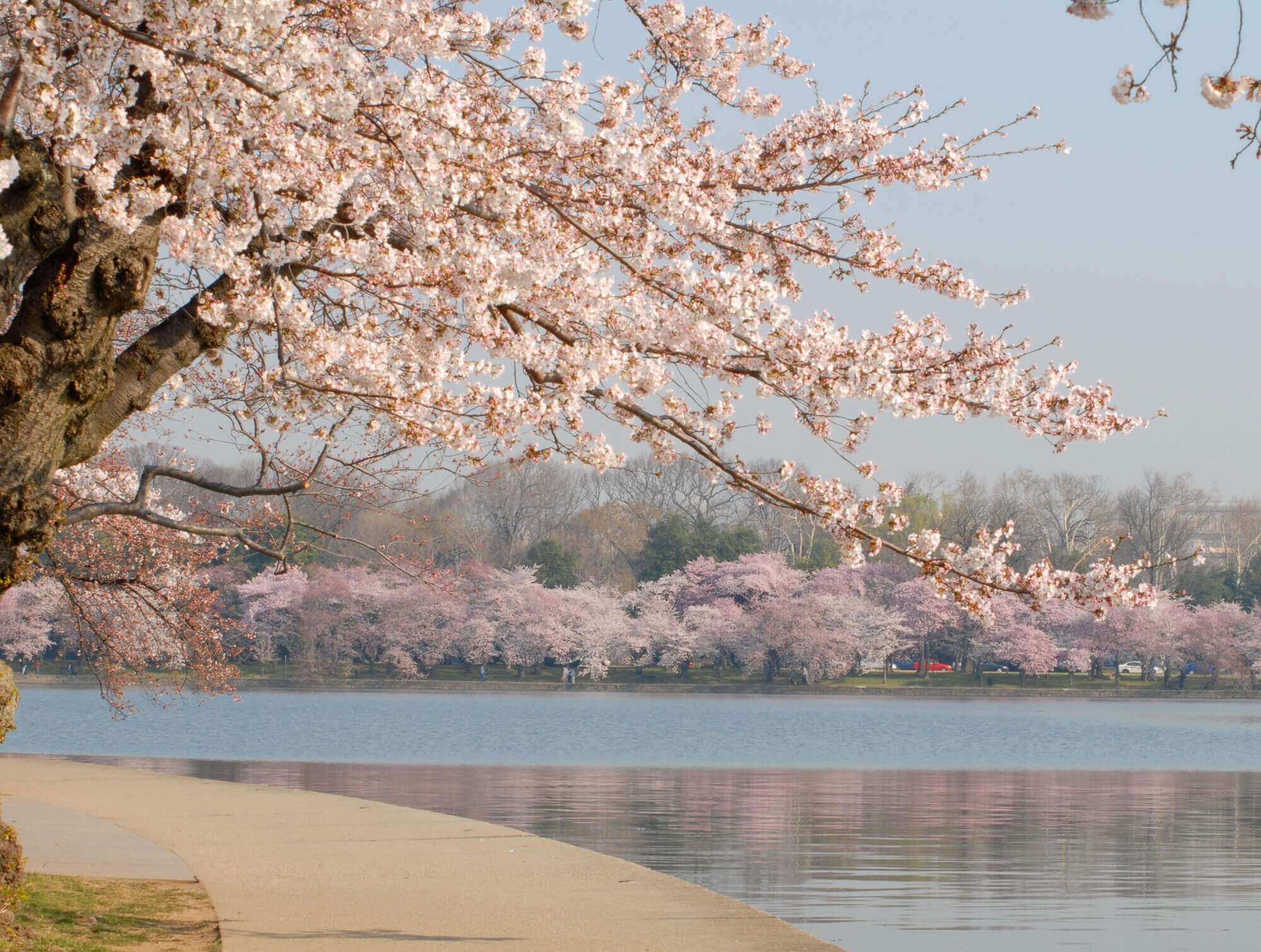 View of blooming cherry blossoms blooming from the Tidal Basin