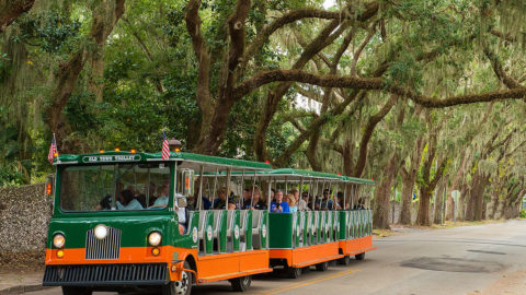 St. Augustine old town trolley driving past a canopy of oak trees