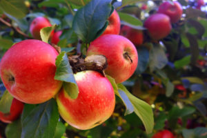 boston-apple-picking