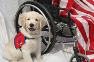 patriot service dog