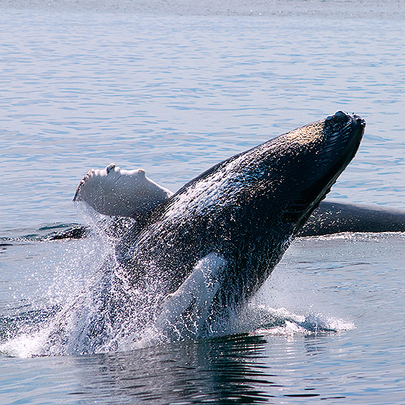 new england aquarium whale watch promo code 2019