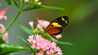 Key West Butterfly Conservatory