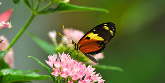 Key West Butterfly Conservatory