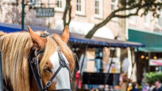 Shopping in Savannah: A Guide to the Best Spots - shopping in savannah