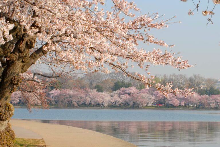 cherry blossoms in bloom along the potomac river
