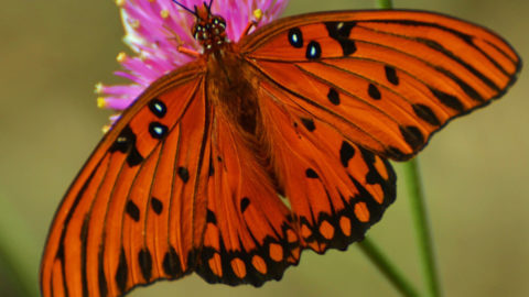 close up of butterfly at key west botanical garden