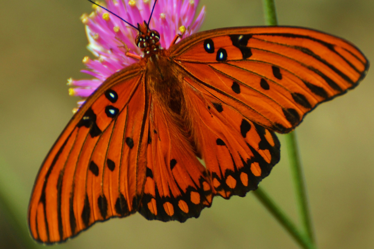 Key West Botanical Garden Information Guide