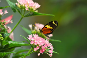 key west butterfly conservatory