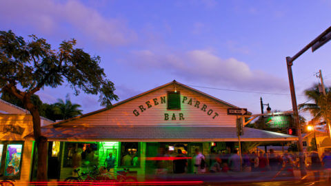 key west green parrot