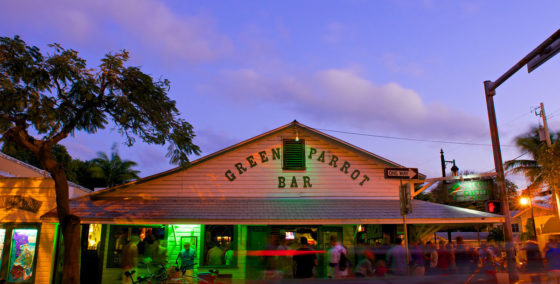 key west green parrot