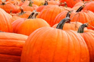 Pumpkin patch in Washington, DC