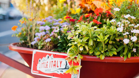 Flowers in San Diego's Little Italy