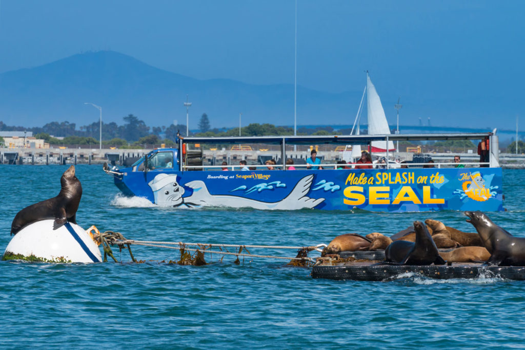 view from water of seals in front of san diego seal tour