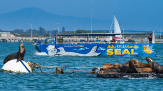 SEAL Tours - view from water of seals in front of san diego seal tour