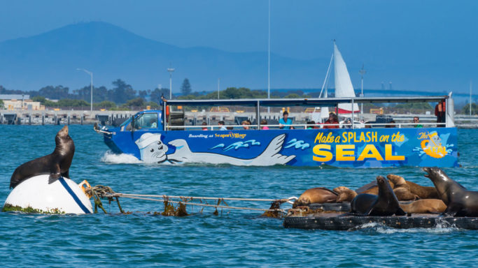 view from water of seals in front of san diego seal tour