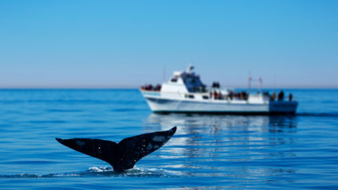san diego whale watching excursions