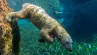 picture of polar bear swimming