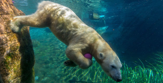 picture of polar bear swimming