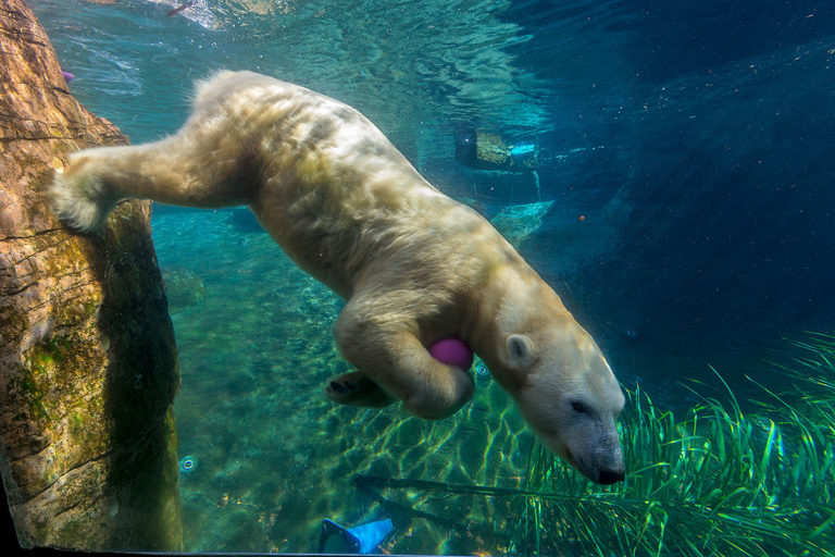 picture of polar bear swimming