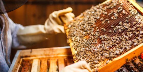 quick driving tour of savannah bee-company