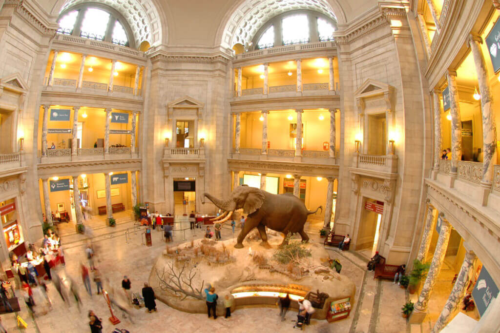 smithsonian museum natural history in Washington DC interior