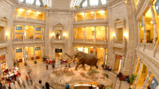 Smithsonian Museum of Natural History - smithsonian museum natural history in Washington DC interior