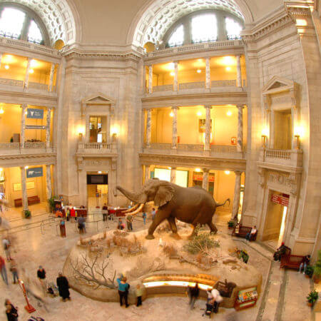 smithsonian museum natural history in Washington DC interior