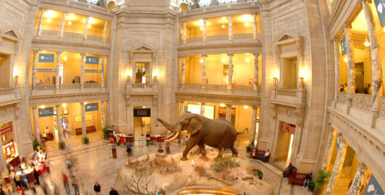 smithsonian museum natural history in Washington DC interior