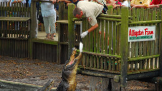 st augustine alligator farm