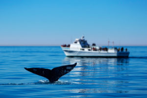 Whale Watching Cruise