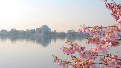 From the blue of the Tidal Basin water to the pink of a blooming Cherry  Blossom, our uniforms are filled with hints of a D.C. spring.