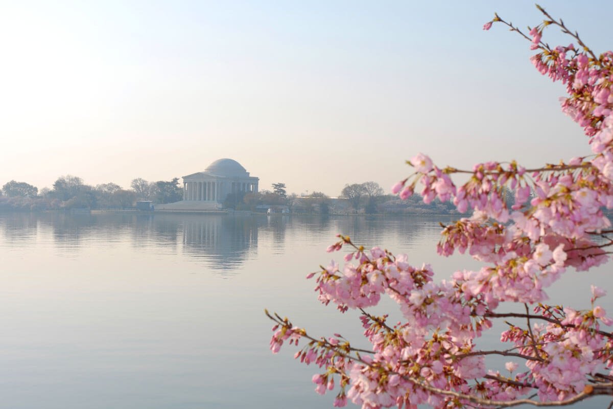 From the blue of the Tidal Basin water to the pink of a blooming