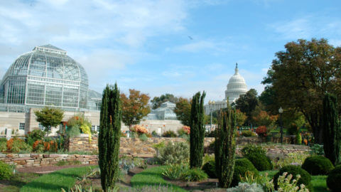 Picture of a garden in the background, a glass encased green house to the left in the background and the top of the US Capitol in the center in the background