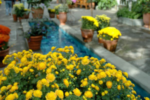 yellow flowers at washington dc botanical garden
