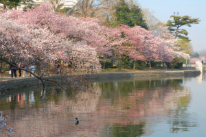 romantic washington dc cherry blossoms