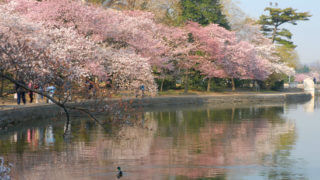 washington dc cherry blossoms