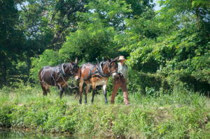 man with donkeys at chesapeake and ohio canal in washington dc