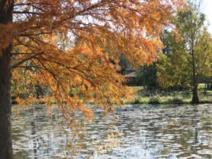 leaves turning orange at kenilworth public park in washington dc