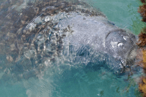 manatee in the water during st augustine water tour