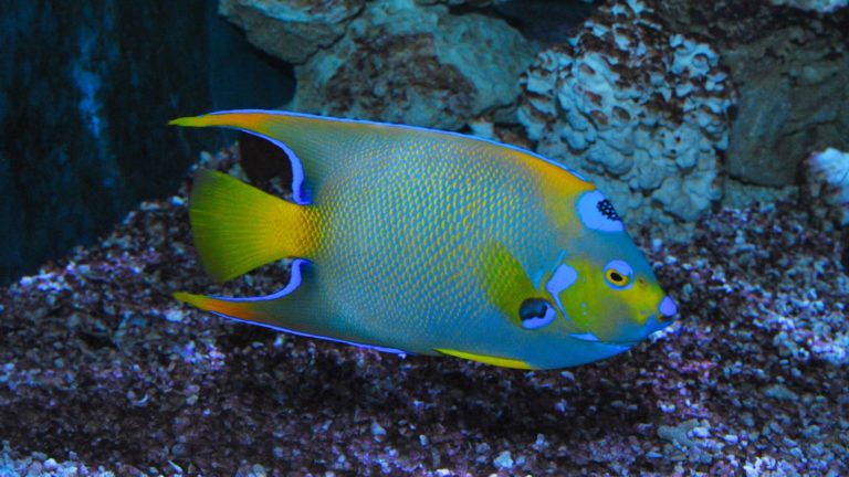 Key West Aquarium fish