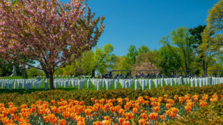 Arlington National Cemetery Tours - open tour vehicle at Arlington National Cemetery driving past rows of tombstones and tulips in the foreground