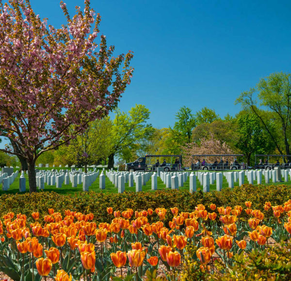 open tour vehicle at Arlington National Cemetery driving past rows of tombstones and tulips in the foreground