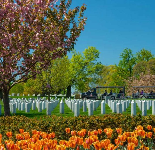 Tulips at Arlington National Cemetery