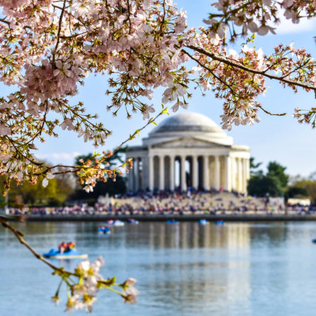 Cherry Blossoms at Jefferson Memorial