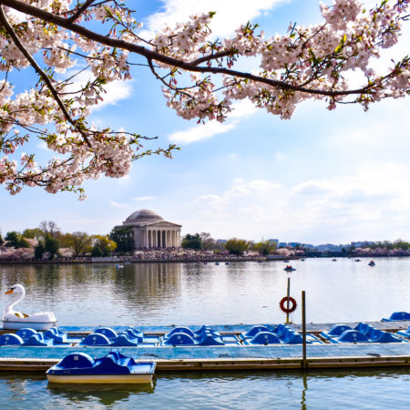 Cherry Blossoms at Jefferson Memorial